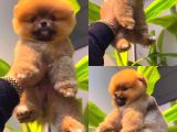 Ayı Surat Biblo Pomeranian Boo Yavrularımız