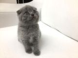 Çok Sevimli Bebeklerimiz Scottish Fold Yavruları