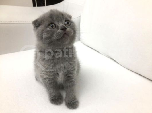 Çok Sevimli Bebeklerimiz Scottish Fold Yavruları