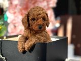 Toy Poodle Yavrularımız