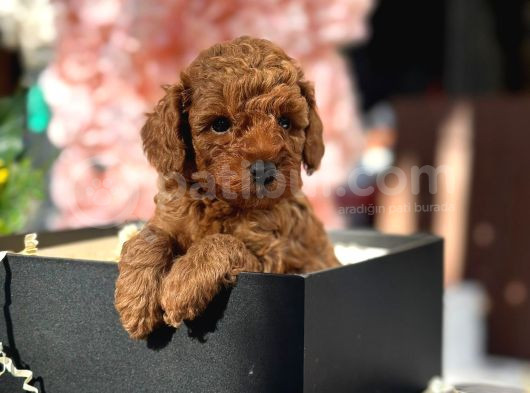 Toy Poodle Yavrularımız görsel