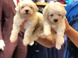 Orjinal Puppy Maltesse Terrier
