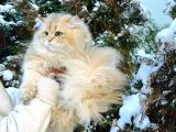 British Golden Longhair Ny11 Oglum