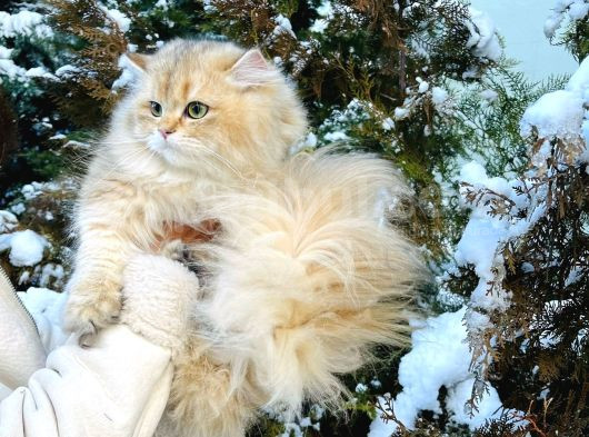 British Golden Longhair Ny11 Oglum görsel