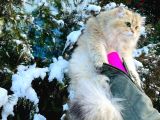 british golden longhair ny11 oglum