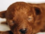 6 kasım doğumlu poodle yavrularımız