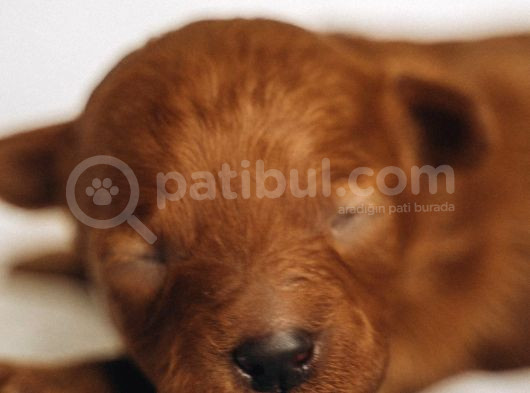 6 Kasım Doğumlu Poodle Yavrularımız