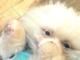 Pomeranian 3 aylık