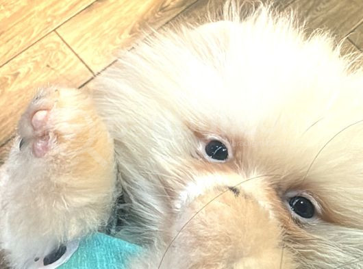 Pomeranian 3 Aylık