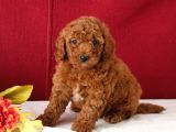 Kıpkırmızı Red tooy poodle sevimli yavrular