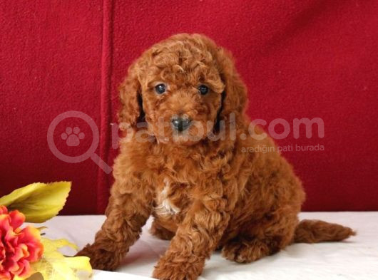 Kıpkırmızı Red Tooy Poodle Sevimli Yavrular