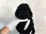Black poodle farklılığı sevenlere 
