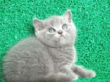 Gri Tüy Yumağı British Shorthair