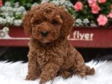 TEACUP 2 KG GARANTİSİ ALTINDA KIRMIZI RED TOOY POODLE