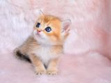 Altın Sarısı Golden Ny11 British Shorthair