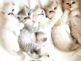 Britishshorthair çok güzel peluş yumuşaklığında bebekler