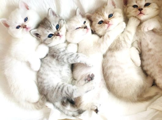 Britishshorthair Çok Güzel Peluş Yumuşaklığında Bebekler