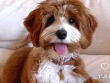 Kahve Tonlu Puppy Kıvırcık Tüylü MALTİPO CİNSİ Yavrular