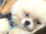 Pomeranian 3 Aylık