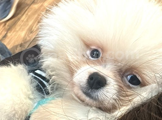 Pomeranian 3 Aylık görsel