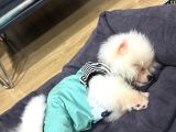 Pomeranian 3 Aylık