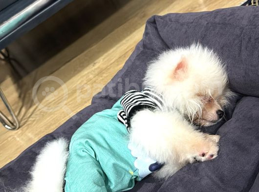 Pomeranian 3 Aylık görsel