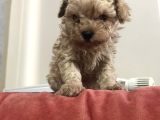 KORE TEA CUP MALTİPOO YAVRULARIMIZ