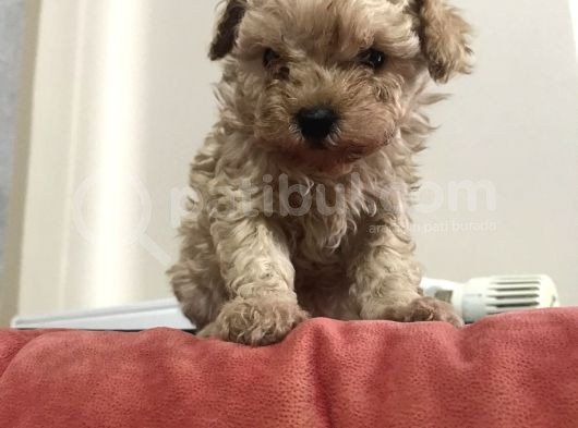 KORE TEA CUP MALTİPOO YAVRULARIMIZ