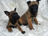 Safkan Malinois yavruları