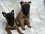 Safkan Malinois Yavruları