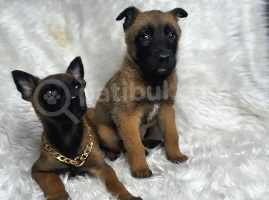 Safkan Malinois Yavruları görsel