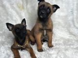 Safkan Malinois Yavruları