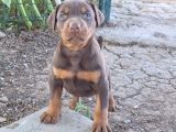 King Siyah Ve Kızıl  Doberman Yavrularımız