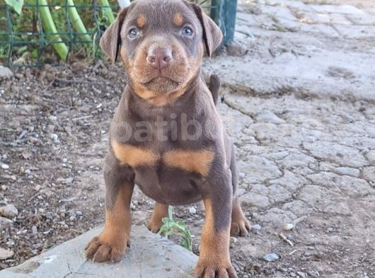 King Siyah Ve Kızıl  Doberman Yavrularımız görsel