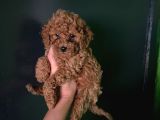 Wc Eğitimli Orjinal Poodle Yavrum