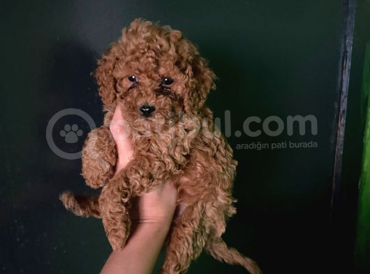 Wc Eğitimli Orjinal Poodle Yavrum görsel
