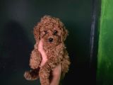 Wc eğitimli orjinal poodle yavrum