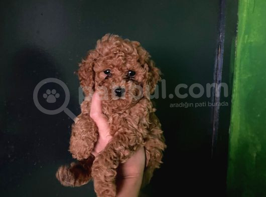 Wc Eğitimli Orjinal Poodle Yavrum