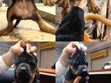 King Kızıl Ve Siyah Doberman Yavrular
