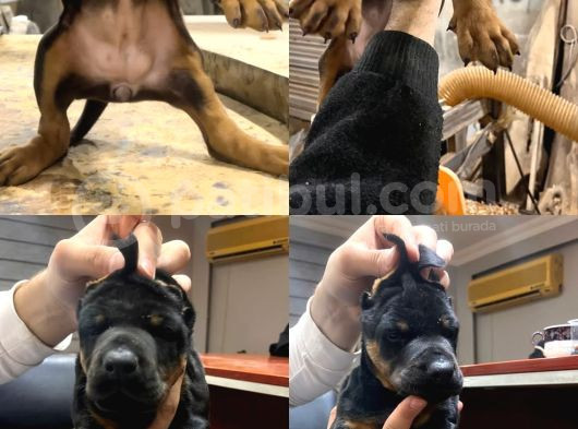King Kızıl Ve Siyah Doberman Yavrular görsel