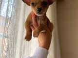 Teacup Chihuahua Yavrumuz Sizlerle