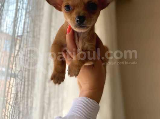Teacup Chihuahua Yavrumuz Sizlerle görsel