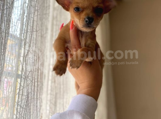 Teacup Chihuahua Yavrumuz Sizlerle