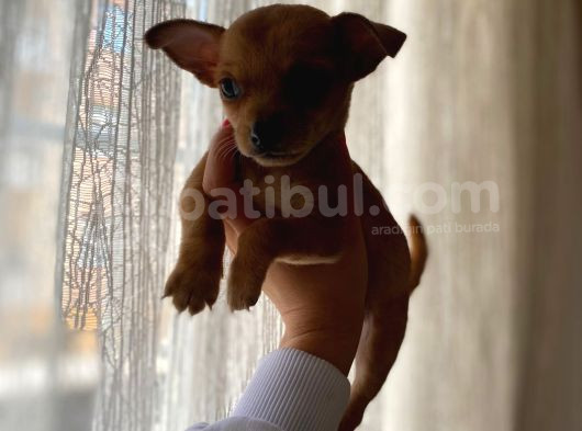 Teacup Chihuahua Yavrumuz Sizlerle görsel