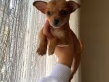 Teacup Chihuahua Yavrumuz Sizlerle