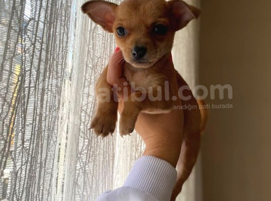 Teacup Chihuahua Yavrumuz Sizlerle görsel