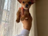 Teacup Chihuahua Yavrumuz Sizlerle