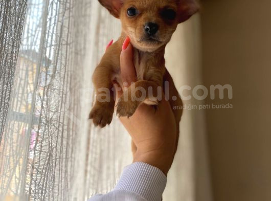 Teacup Chihuahua Yavrumuz Sizlerle görsel
