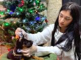 Veteriner Kontrollü King Doberman Yavruları