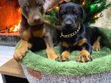 Veteriner Kontrollü King Doberman Yavruları